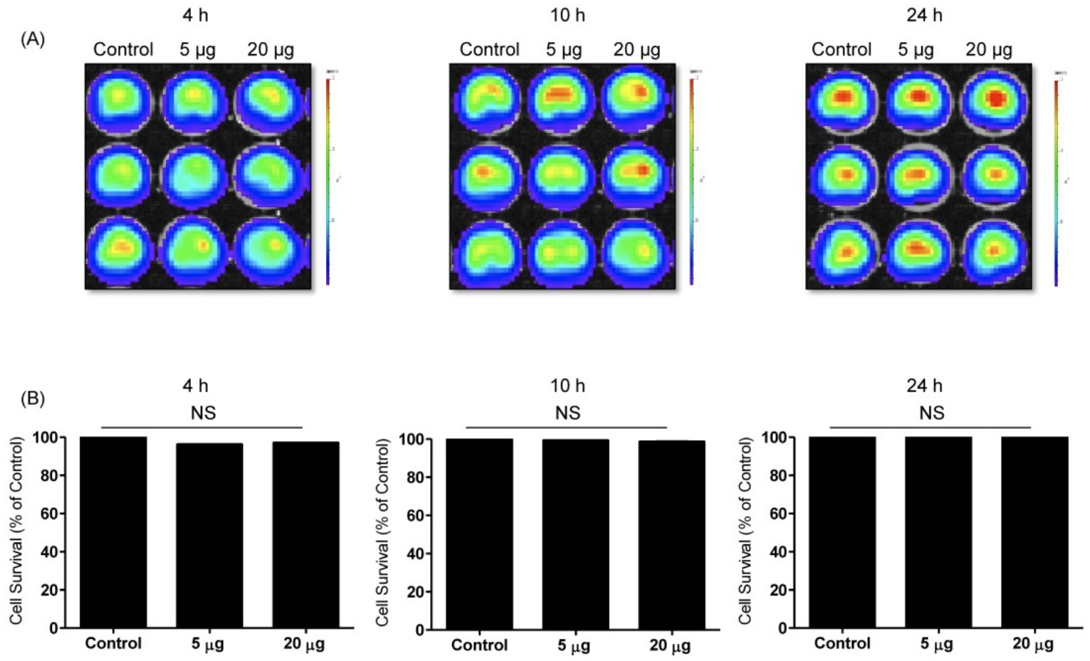 NK-92 exosomes show no cytotoxicity toward normal Phoenix-A cells by BLI and CCK-8 assays after 24-hour incubation.